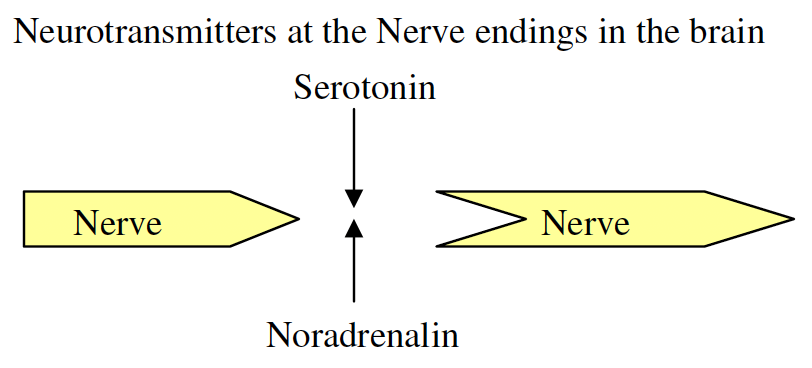 Neurotransmitters at the Nerve endings in the brain
